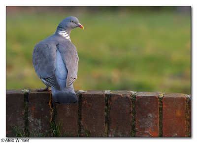 Wood Pidgeon