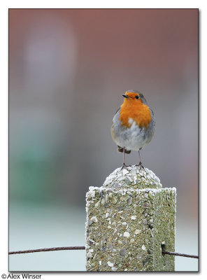 Robin
