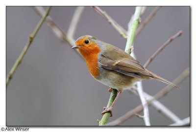 Robin