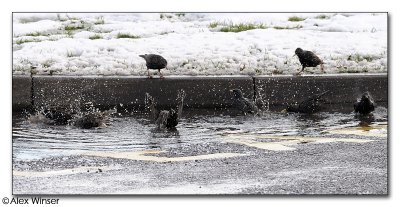 Starling Bathtime