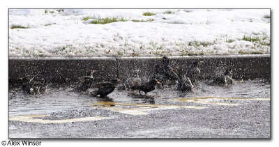 Starling Bathtime