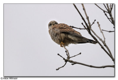 Kestrel