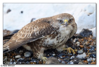 Buzzard