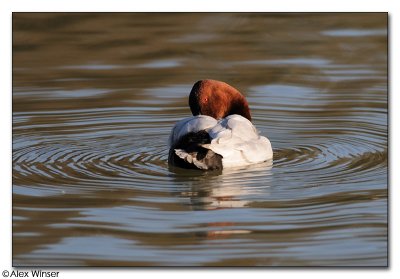 Pochard