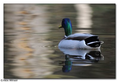 Mallard