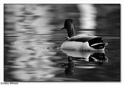 Mallard (in B&W)