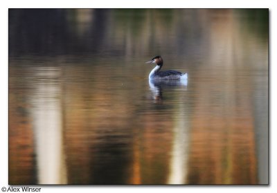 Great Crested Grebe