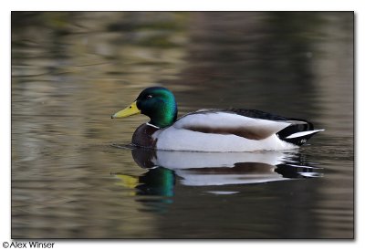 Mallard