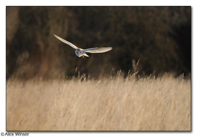 Barn Owl