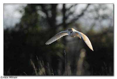 Barn Owl