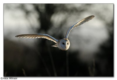 Barn Owl