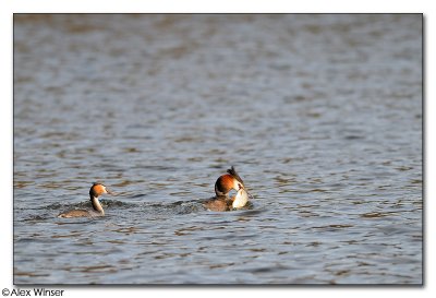 Great Crested Grebe