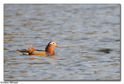 Manderin Duck