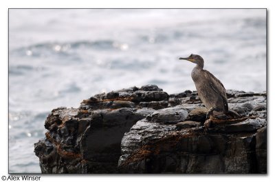 Cormorant