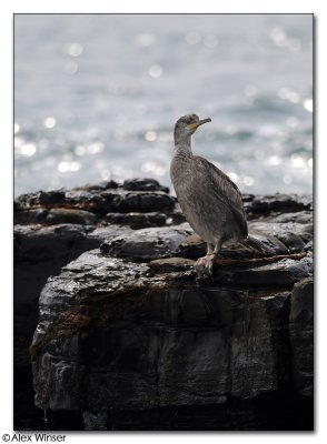 Cormorant