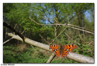 Comma
