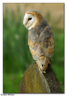 Barn Owl