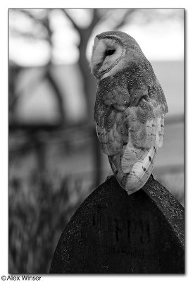 Barn Owl