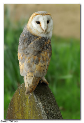 Barn Owl