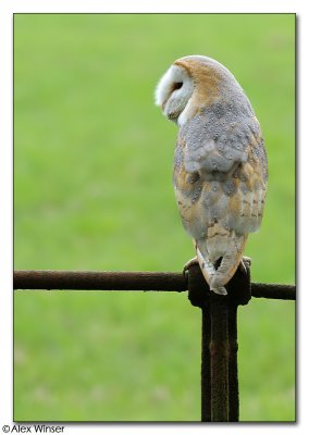 Barn Owl