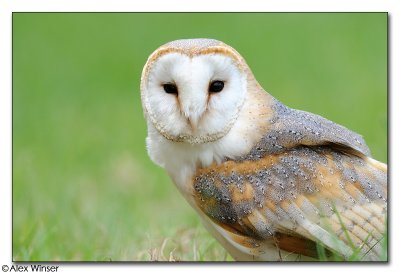 Barn Owl
