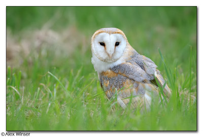 Barn Owl