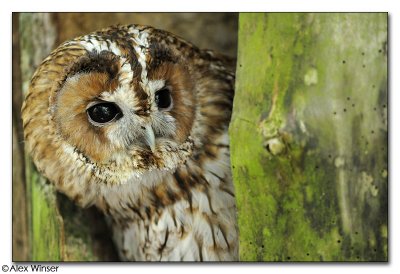 Tawny Owl