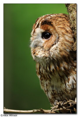 Tawny Owl