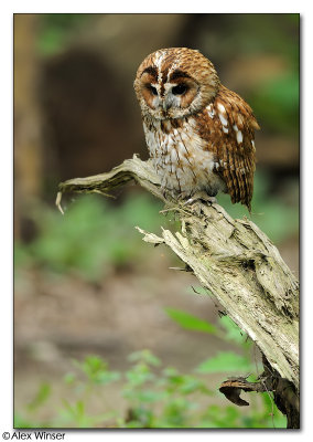 Tawny Owl