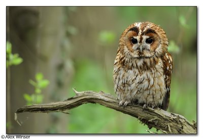 Tawny Owl