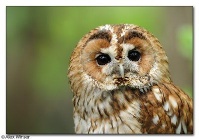 Tawny Owl