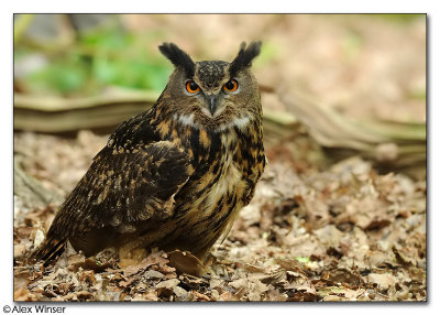 Eagle Owl