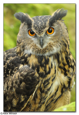 Eagle Owl