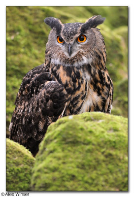 Eagle Owl