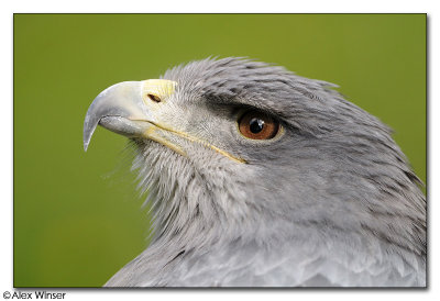 Eagle