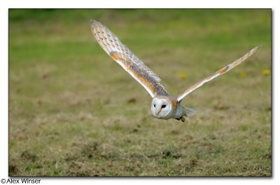 Barn Owl