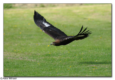 Golden Eagle
