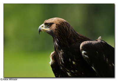 Golden Eagle