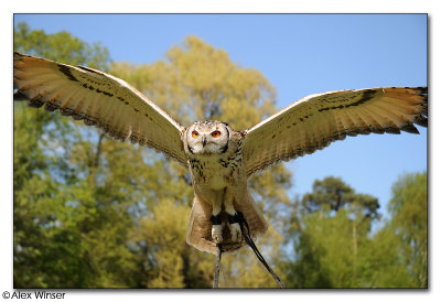 Owl