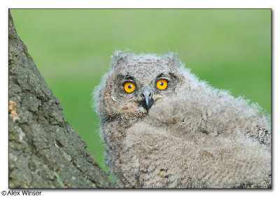 Eagle Owl Chick