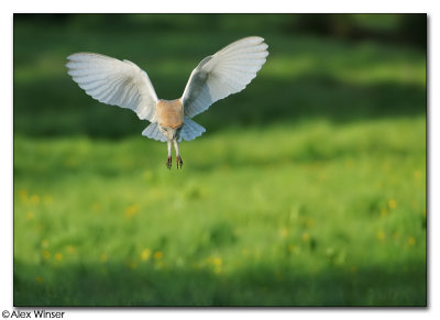 Barn Owl