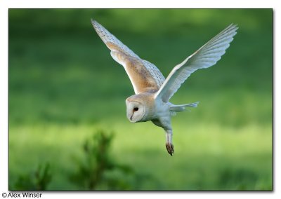 Barn Owl