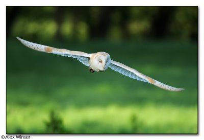 Barn Owl