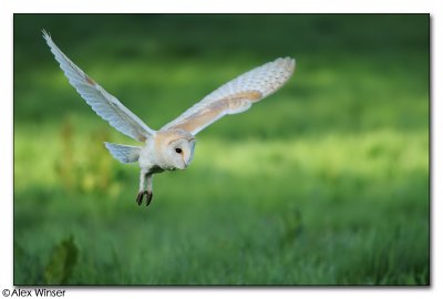 Barn Owl