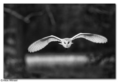 Barn Owl