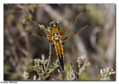 4-Spotted Chaser