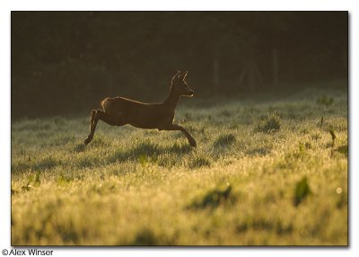 Roe Deer