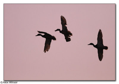 Ducks in formation