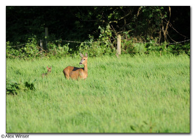 Roe Deer & Fawn