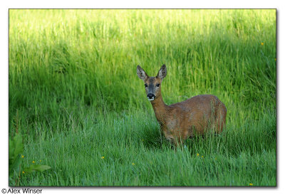 Roe Deer